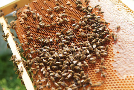 Свежие новости: В Николаеве массово болеют пчелы