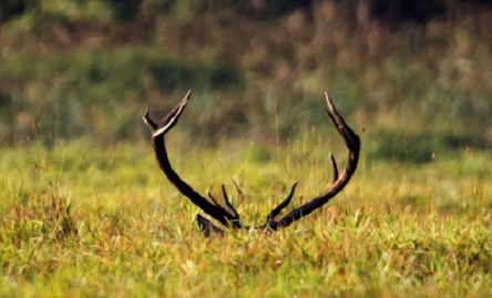 Свежие новости: В США охотника убил подстреленный им олень