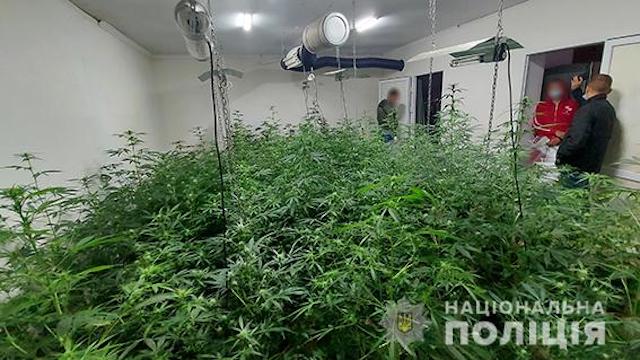 Свежие новости: У трех жителей Вознесенского района изъяли более 280 кустов конопли элитного сорта и принадлежности для ее выращивания на 300 тыс. гривен