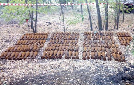 Свежие новости: В лесу на Николаевщине нашли почти 200 минометных мин