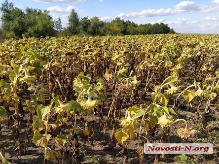Свежие новости: В Николаеве судья отказалась арестовать и передать государству незаконный урожай стоимостью 3 млн грн