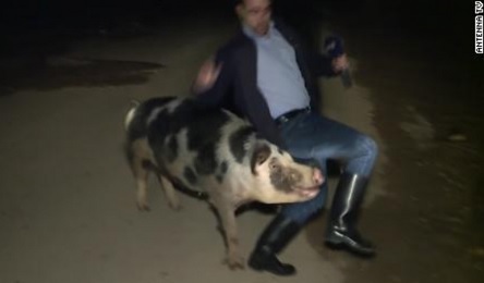 Свежие новости: ВИДЕО: В Греции свинья напала на корреспондента в прямом эфире