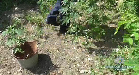 Свежие новости: На Николаевщине мужчина вырастил 330 кустов конопли «для лечения суставов»