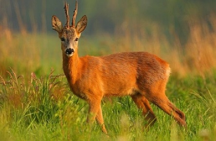 Свежие новости: Какой сегодня праздник - 6 ноября