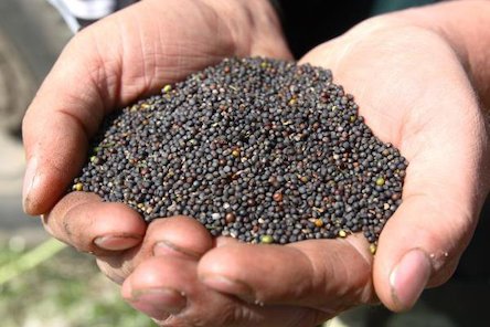 Свежие новости: Стартовые цены на рапс нового урожая в Украине на 1000 грн/т ниже прошлогодних