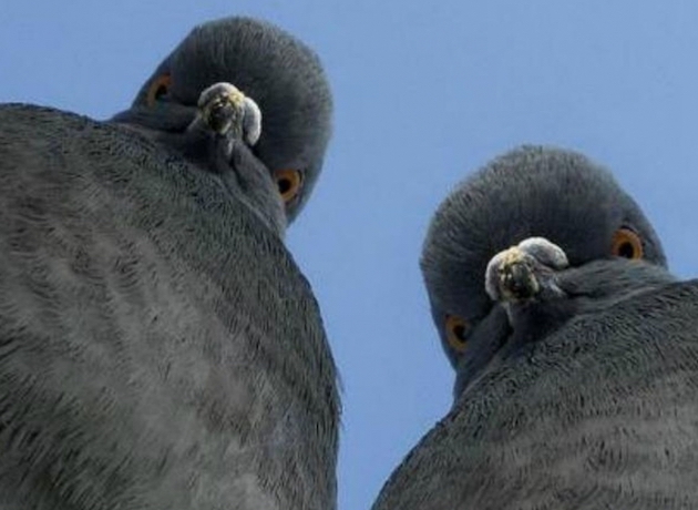 Свежие новости: У РФ заявили, що на Миколаївщині «готовлять провокації з біозброєю», використовуючи птахів