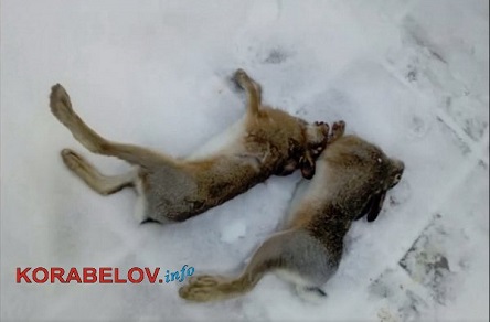 Свежие новости: ВИДЕО: Под Николаевом егерь гонялся за пьяными браконьерами, убившими зайцев