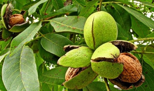 Свежие новости: Ореховый бизнес в Украине может стать невероятно прибыльным