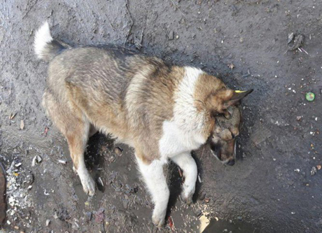 Свежие новости: В селе под Николаевом неизвестные ездят по улицам и отстреливают собак