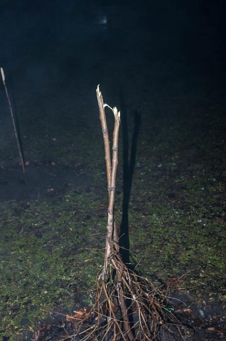 Свежие новости: В центре Николаева неизвестные сломали два молодых дерева