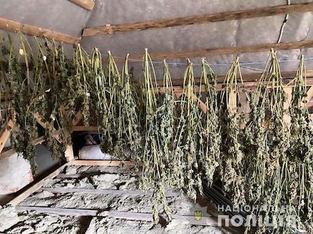 Свежие новости: Одеські поліцейські викрили дві лабораторії з вирощування конопель