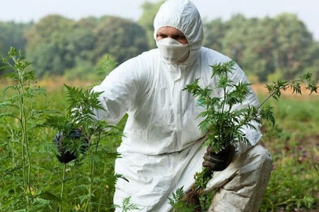 Свежие новости: В Николаеве начинают борьбу с амброзией: горожан просят сообщать адреса, где растет сорняк