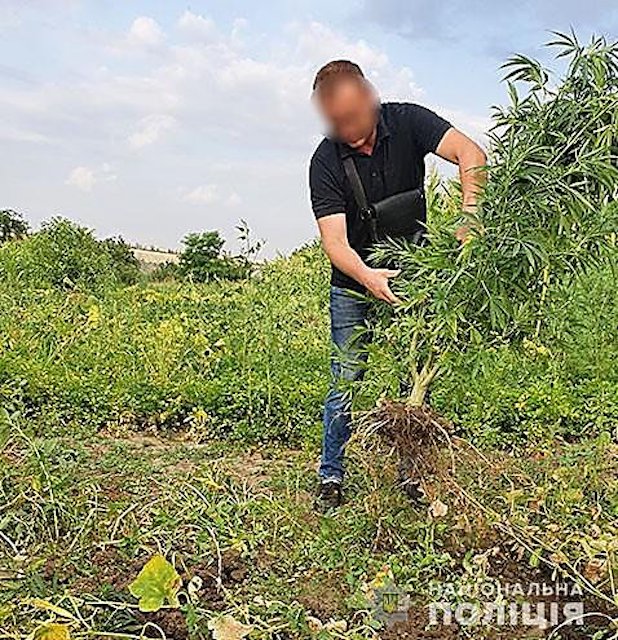 Свежие новости: В Вознесенском районе у мужчины изъяли 197 кустов конопли