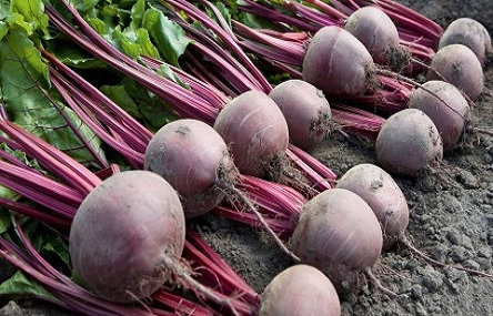 Свежие новости: На Николаевщине в школе выявили свеклу с нитратами