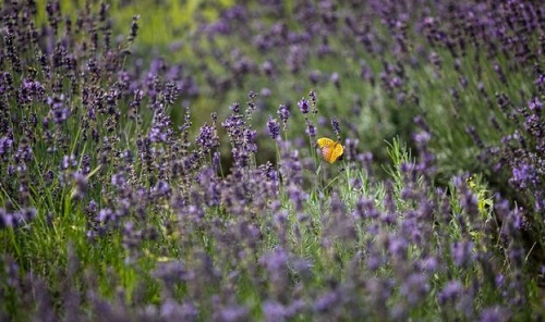 Свежие новости: Деньги растут под ногами: как заработать на лекарственных травах в Украине