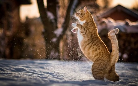 Свежие новости: Синоптик сообщила, что в ближайшие дни декабря в Украине ждут весеннее тепло