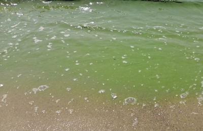 Свежие новости: Видео: В Очакове зацвела вода