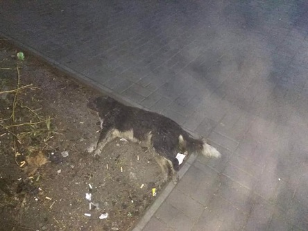 Свежие новости: «Люди начинают срываться», - директор «Центра защиты животных» об отравлении собак в Николаеве