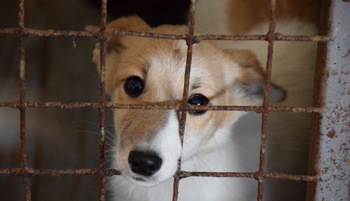 Свежие новости: В Николаеве полиция хочет закрыть дело об уничтожении собак в «Центре защиты животных»