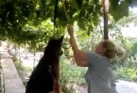 Свежие новости: Полиция разбирается с одесситкой, которая подвесила на ошейнике собаку, чтобы отомстить мужу