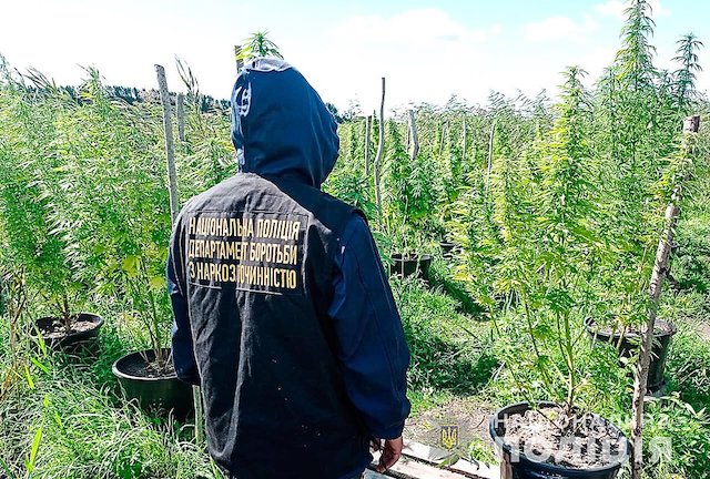 Свежие новости: В Первомайском районе полиция уличила местного жителя на выращивании элитной конопли, владельца еще одной наркоплантации пока не установили