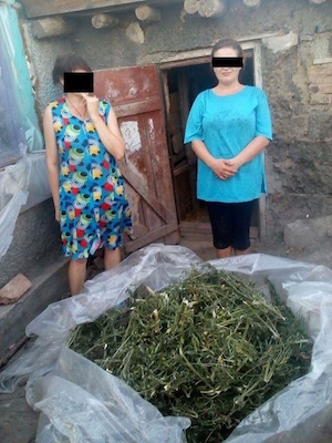 Свежие новости: В Новобугском районе полиция наведалась к женщине, которая собрала богатый урожай конопли