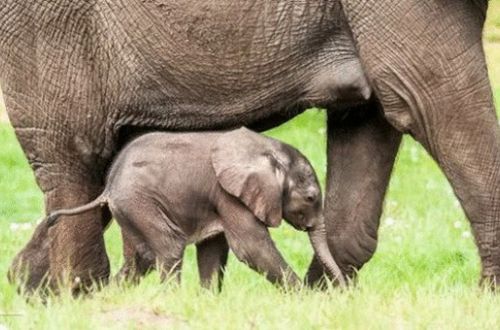 Свежие новости: Слоненок родился без признаков жизни: смотрите что сделала слониха. ВИДЕО
