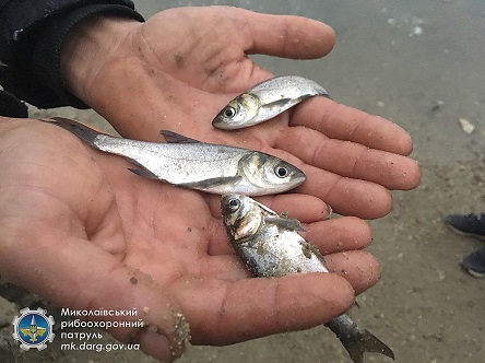 Свежие новости: В Южный Буг выпустили более 18 тонн толстолоба, белого амура и карпа