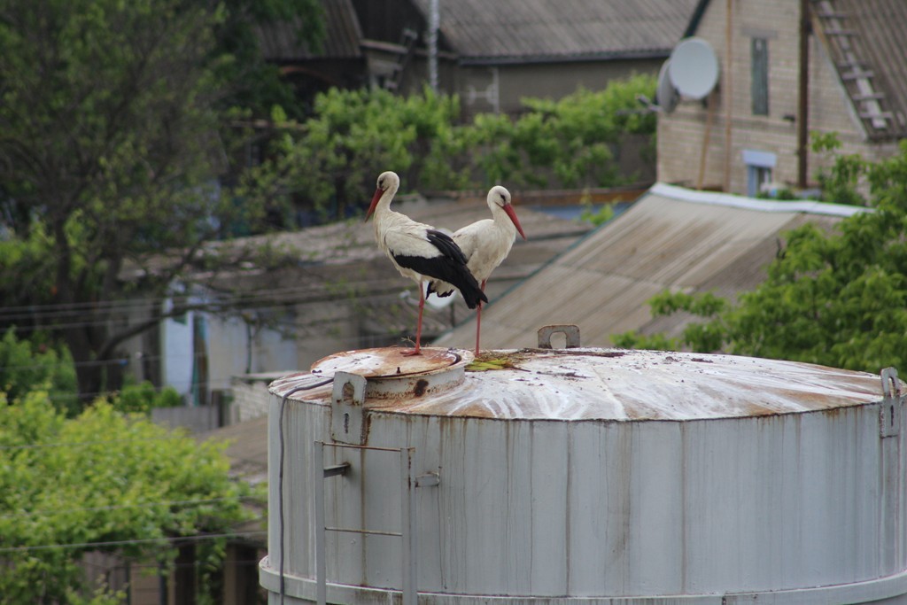 Свежие новости: Пара аистов прилетела в Снигиревскую больницу