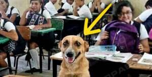 Свежие новости: Учительница привела в школу собаку, чтобы заставить детей учиться