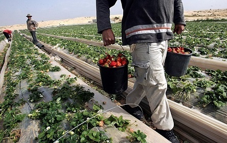 Свежие новости: Большинство заробитчан не захотели возвращаться из Польши