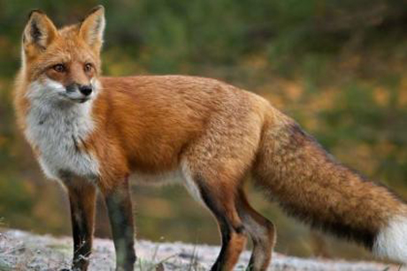 Свежие новости: В одном из районов Николаевщины ввели карантин из-за бешеной лисы