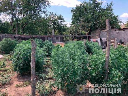 Фото новости: На Вознесенщине двое мужчин выращивали коноплю и каннабис Свежие новости: На Вознесенщине двое мужчин выращивали коноплю и каннабис
