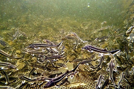 Свежие новости: В Первомайске в Южный Буг выпустили 400 мальков осетровых