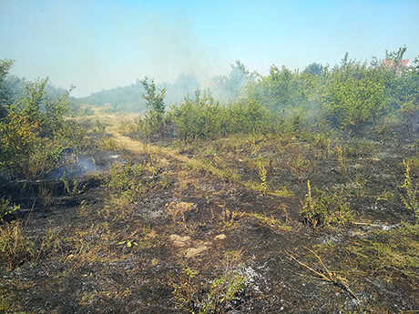 Свежие новости: За сутки на Николаевщине спасатели восемь раз тушили пожары травы, кустарников и мусора