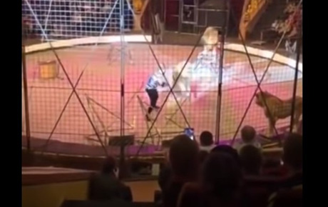 Свежие новости: В Луганске лев напал на циркача (видео)