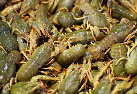 Свежие новости: Браконьер выловил раков, нанеся ущерб более 21 тысячи гривен