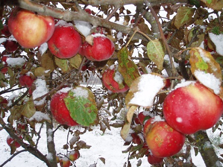 Свежие новости: В Украине во второй половине октября возможно выпадение первого снега