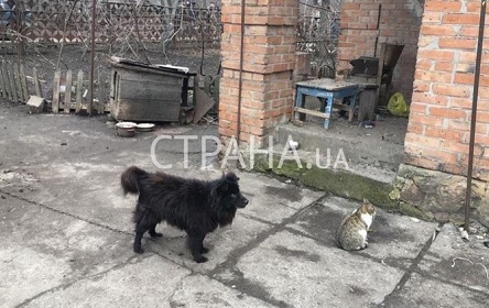 Свежие новости: Журналисты нашли собаку, которую нардеп предложил пенсионерке продать, чтобы оплатить коммуналку