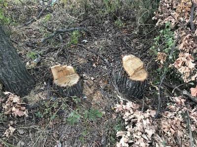 Фото новости: «Пока чиновники бездействуют, уже не будет что спасать»,- помощник нардепа Эрик Григорян по поводу вырубки лесополос Свежие новости: «Пока чиновники бездействуют, уже не будет что спасать»,- помощник нардепа Эрик Григорян по поводу вырубки лесополос