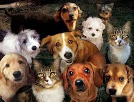 Свежие новости: В Киеве построят центр защиты животных на 700 мест