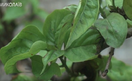 Свежие новости: ВИДЕО:  В Николаеве в середине декабря «проснулась» сирень