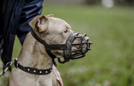 Свежие новости: В Украине запретят выгуливать собак без намордника и содержать тигров с медведями на базах отдыха