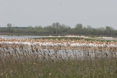 Свежие новости: Очаковский горсовет хочет расширить границы сел, - жители против