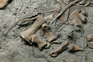 Свежие новости: В США обнаружены череп и кости тиранозавра