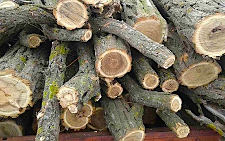 Свежие новости: В Первомайском районе трое мужчин незаконно спилили деревьея акации