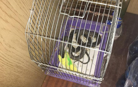 Свежие новости: В Николаеве змея залезла в квартиру и съела попугая