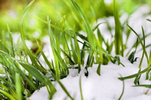 Свежие новости: Ситуация на озимых полях Николаевщины