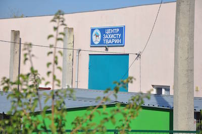 Свежие новости: «На гирлянды миллионы, на животных денег нет»: у Центра защиты нет средств на корма и прививки