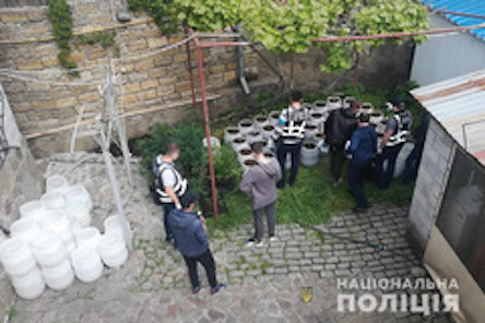 Свежие новости: В Запорожской области полиция изъяла у мужчины 5 килограмм марихуаны и более 300 кустов конопли на 1 миллион гривен